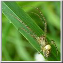 Metellina sp - Herbstspinne 02c.jpg